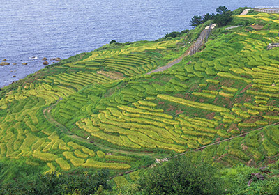 白米千枚田