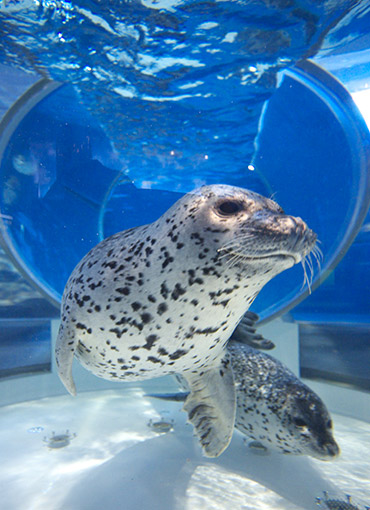 のとじま水族館で生きものと触れ合う