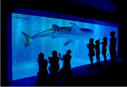 のとじま水族館で生きものと触れ合う